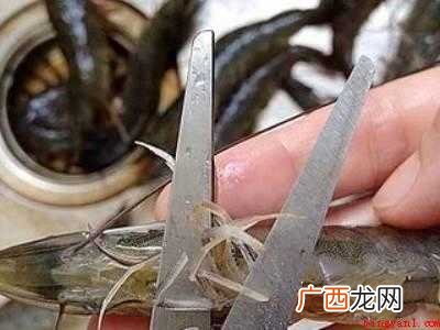 活虾怎么处理干净