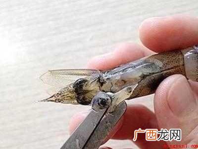 活虾怎么处理干净
