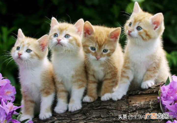 养猫不养黑色有科学依据吗 什么颜色的猫不吉利