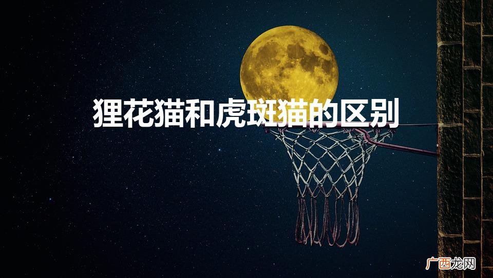 狸花猫和虎斑猫的区别（狸花猫最稀有的品相)