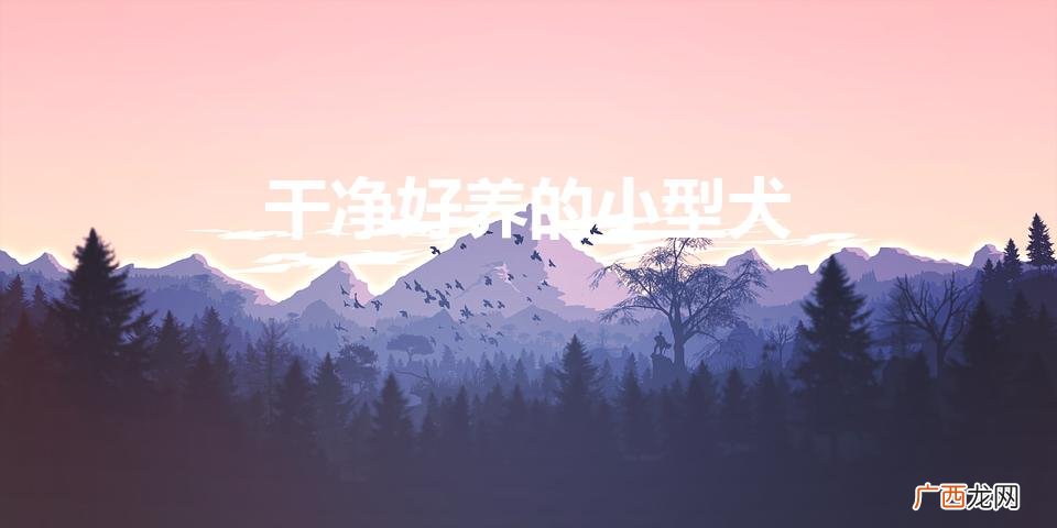 干净好养的小型犬（上班族养什么狗最省心)