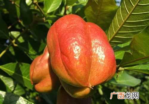 吃人心果的注意事项 人心果怎么吃