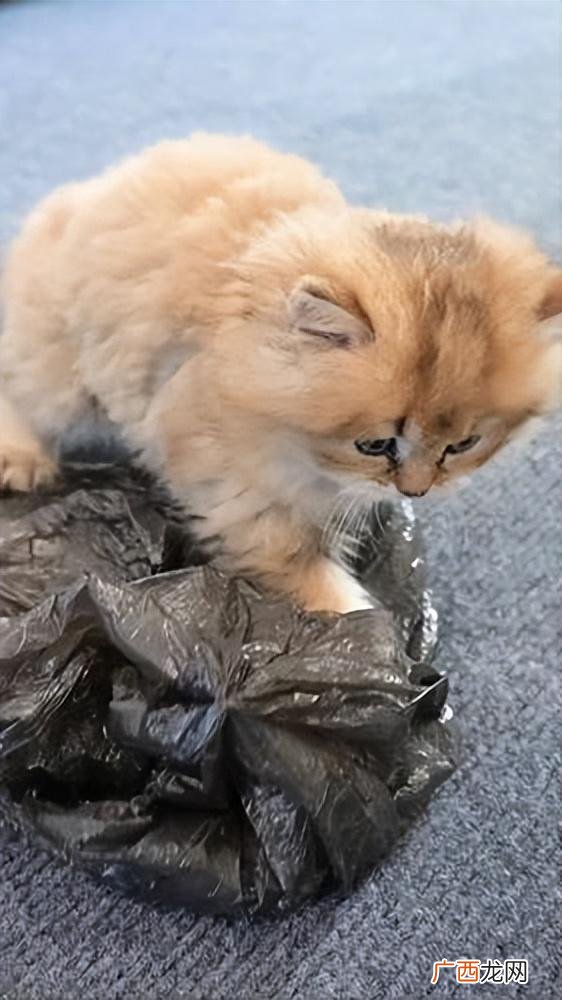 猫咪吃塑料袋子7个原因分析 猫吃塑料袋怎么回事