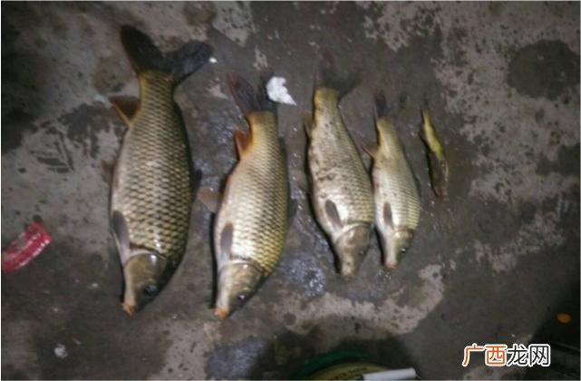 为什么很多人喜欢夜钓 夜钓的技巧钓鱼教你如何夜钓