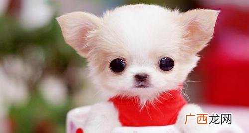 茶杯犬好养活吗 茶杯犬容易养活吗