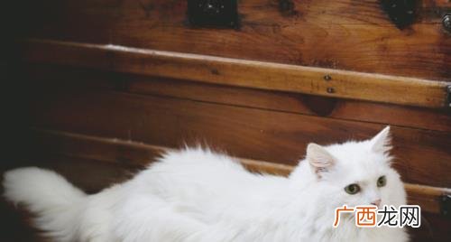 猫咪乱撒尿有什么办法 猫咪到处撒尿有什么好办法
