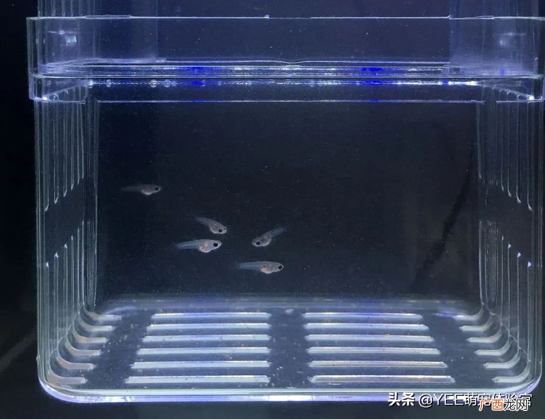 养殖孔雀鱼是一种什么体验 孔雀鱼一次生多少小鱼