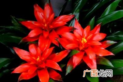 水塔花能在水中培养吗该怎么养 水塔花能在水中培养吗