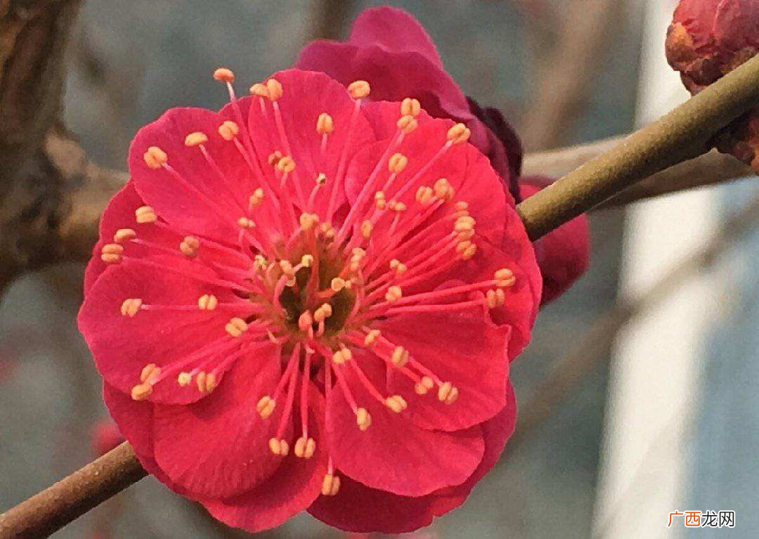古代花中四君子有什么象征意义 花中四君子是什么东西
