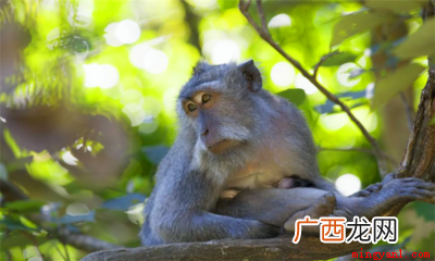 人类的第一个祖先是谁 人类第一个祖先是谁