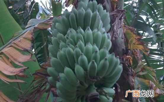 芭蕉是什么 芭蕉的营养价值