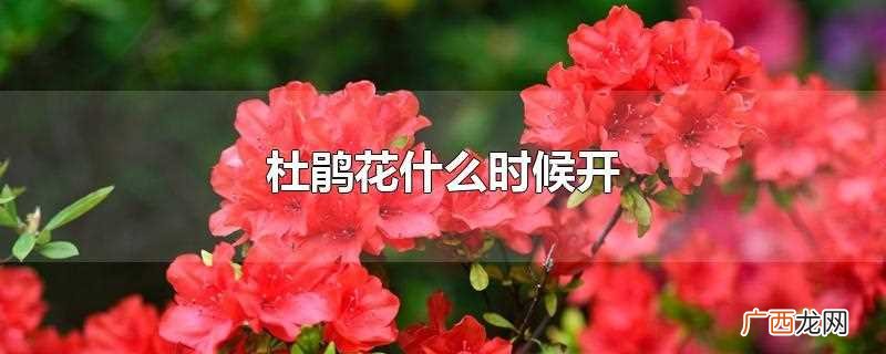 杜鹃花在每年的4 杜鹃花什么时候开