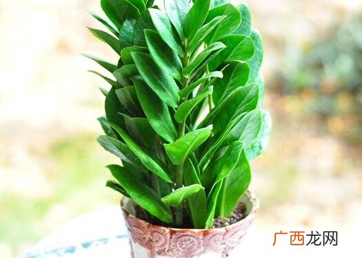 有什么寓意及象征 金钱树开花预示什么