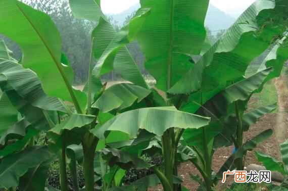 芭蕉是什么季节的水果