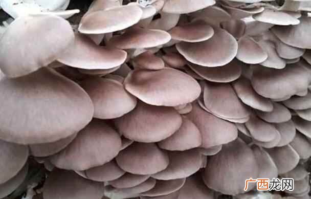 平菇怎么吃