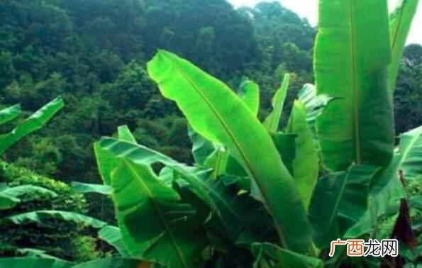 宝宝可以吃芭蕉吗