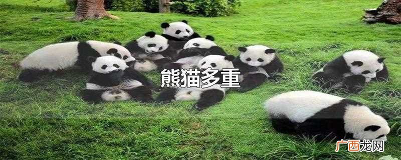 成年大熊猫的形态及特征 熊猫多重