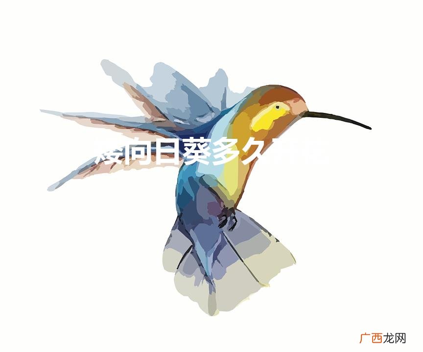 矮向日葵是一次性的吗 矮向日葵多久开花
