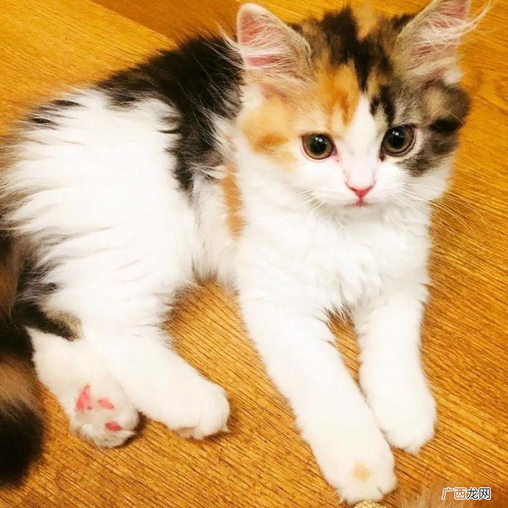 玳瑁猫和三花猫的区别 三花猫是什么品种