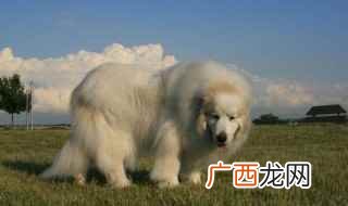 给大白熊打疫苗应用一种品牌 大白熊犬喂养