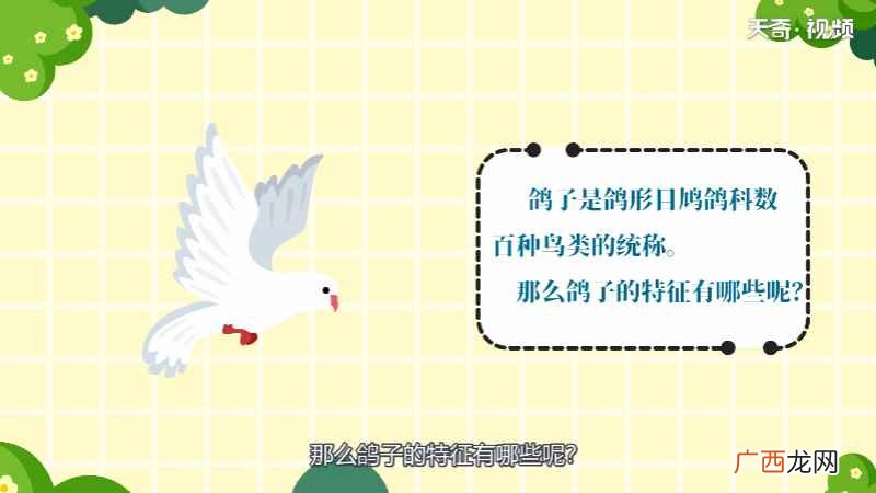 鸽子的特征简单介绍 鸽子的特征