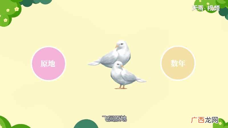 鸽子的特征简单介绍 鸽子的特征