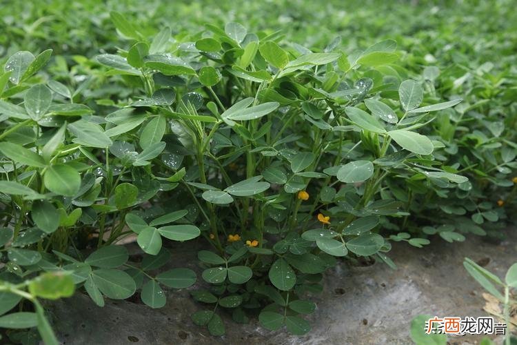 土豆高产种植技术和管理方法 土豆一年可以种几次