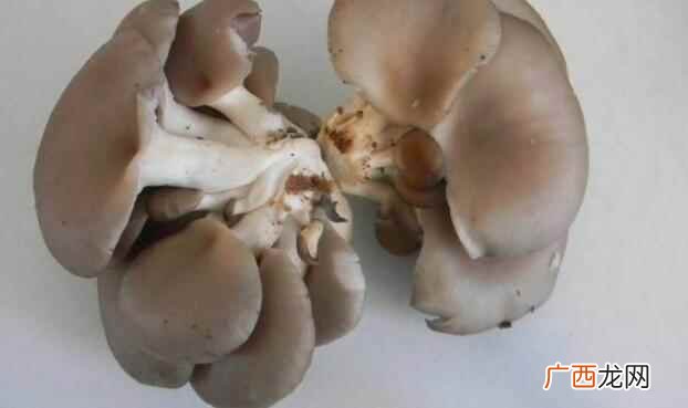 平菇的品种有哪些