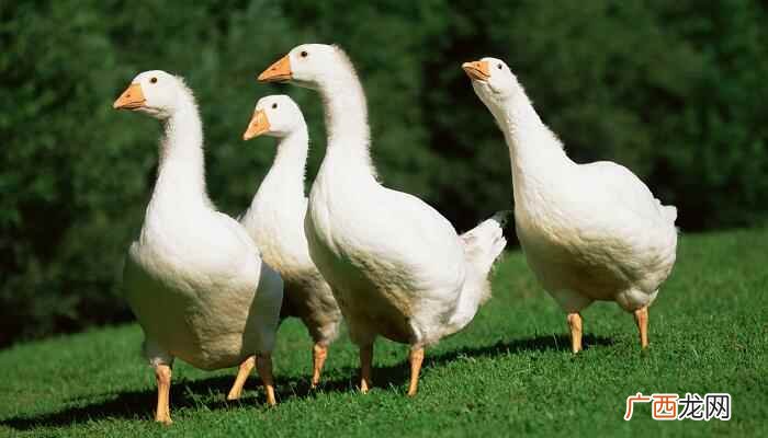 课文主要写作者在重庆郊外居住时收养的一只白鹅的回忆 白鹅的主要内容概括
