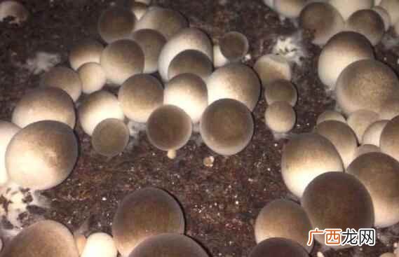宝宝可不可以吃草菇 宝宝可以吃草菇吗