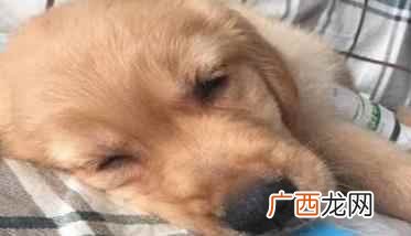 犬细小病毒病的治疗措施 犬细小病毒病的治疗