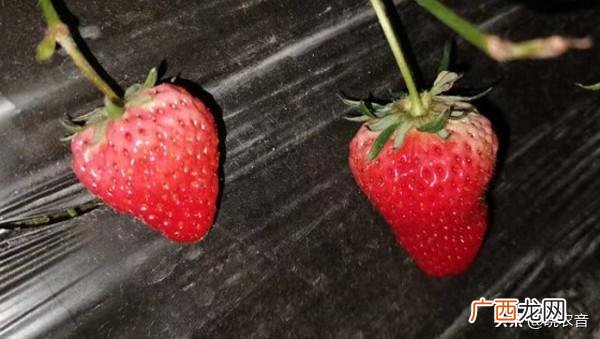 它是什么季节的食物 草莓的季节是几月份到几月