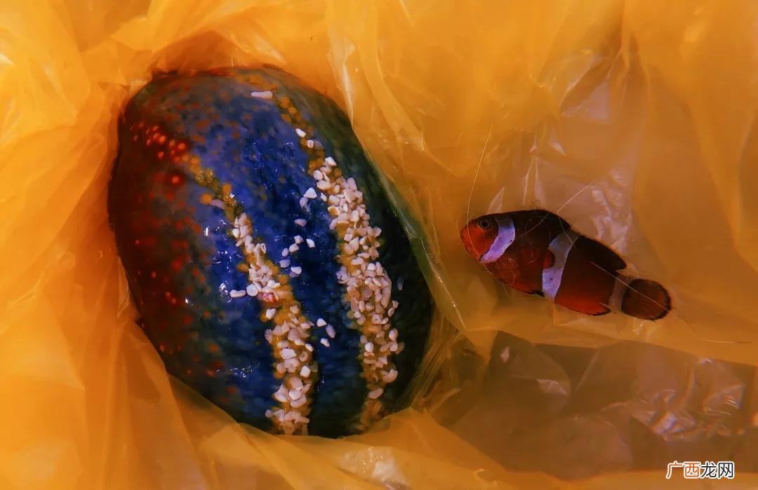 海底生物海苹果是一种植物还是动物 海苹果是一种植物还是动物