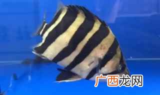 虎鱼跟什么鱼混养最好 虎鱼能和什么鱼混养