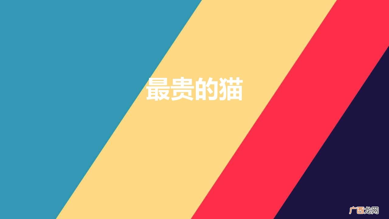 世界上十大最贵的猫 最贵的猫