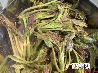 香椿怎么焯水