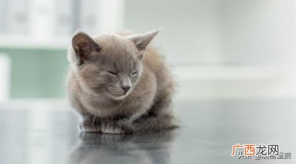 猫生产前的表现，猫生产前的征兆有哪些 猫生产前的征兆