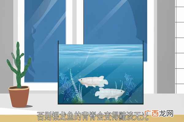 银龙鱼怎么养效果最好 银龙鱼怎么养