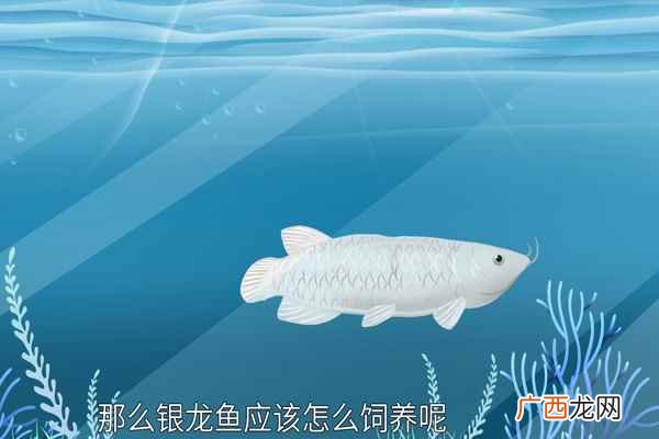 银龙鱼怎么养效果最好 银龙鱼怎么养