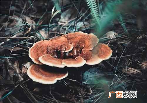 保肝解毒野生灵芝能预防和保护肝脏 野生灵芝的功效与作用