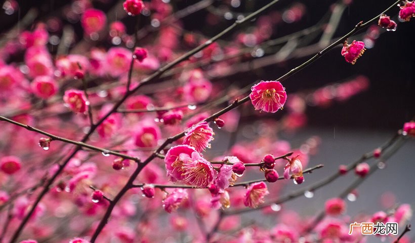 梅花的风水象征是什么 梅花象征着什么意义