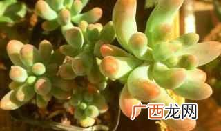八千代多肉生长期的注意事项 多肉八千代的养殖技巧