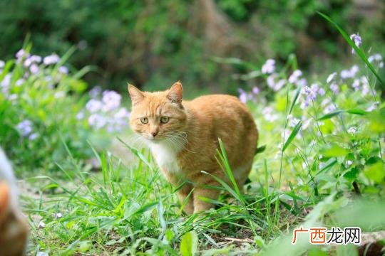 别惊慌，这几招帮你及时找到它 猫走丢了怎么样才能找回来