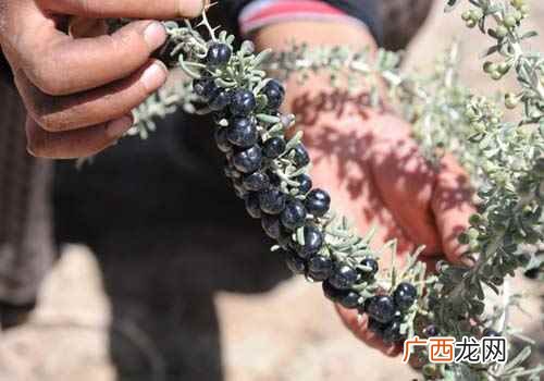 黑枸杞的功效及正确食用方法 黑枸杞的功效与作用及食用方法