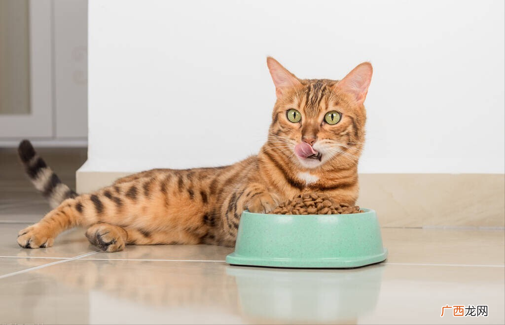 质量好性价比高的猫粮推荐 又便宜又好的猫粮排名