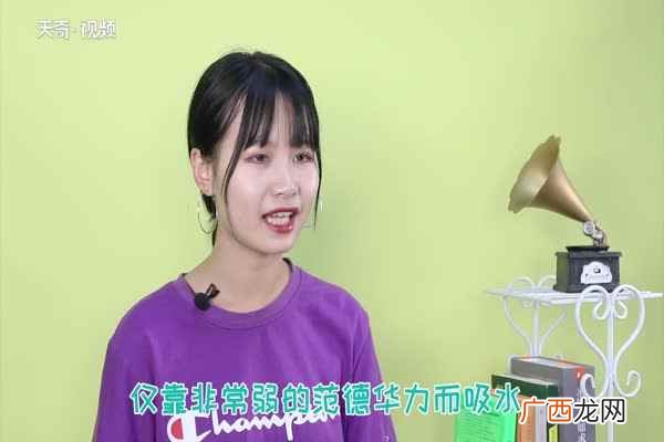角质是植物角质层的主要成分 角质是什么