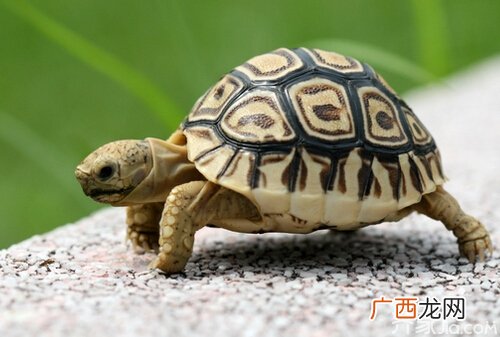乌龟不吃食物的5种原因 乌龟不吃东西是什么原因