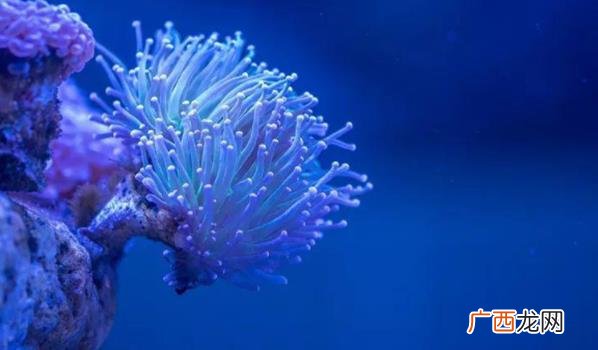 海洋资源的种类和利用 海洋资源包括哪些