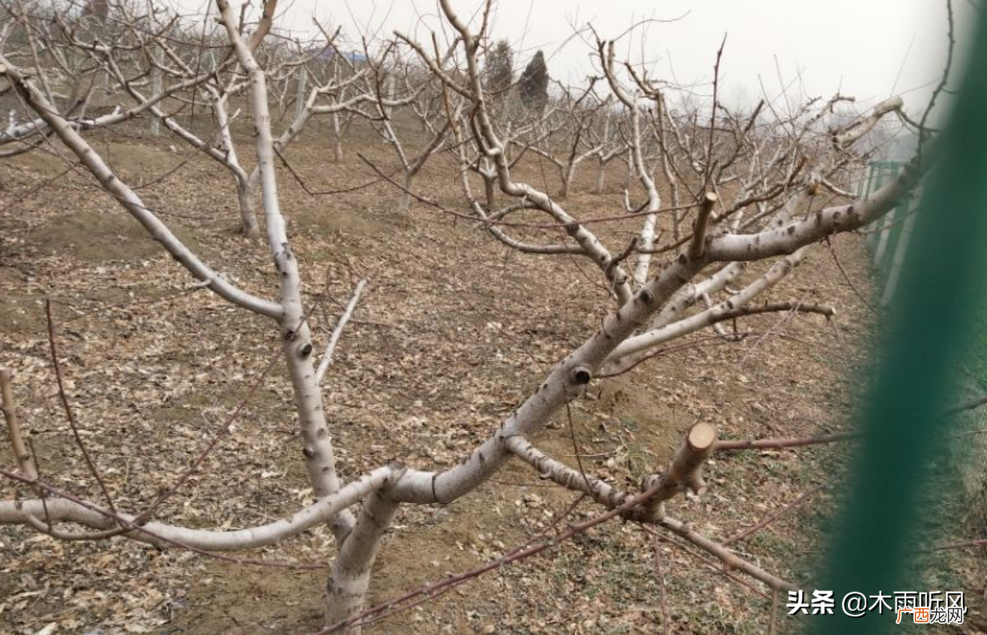 修剪后涂抹什么药剂利于伤口恢复 果树剪枝后伤口涂什么好