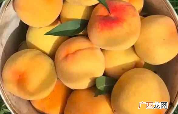 一岁的宝宝可以适当的吃一些黄桃吗 一岁宝宝可以吃黄桃吗